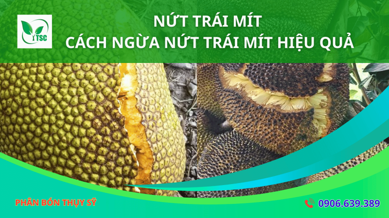 Nứt Trái Mít – Cách Ngừa Nứt Trái Mít Hiệu Quả