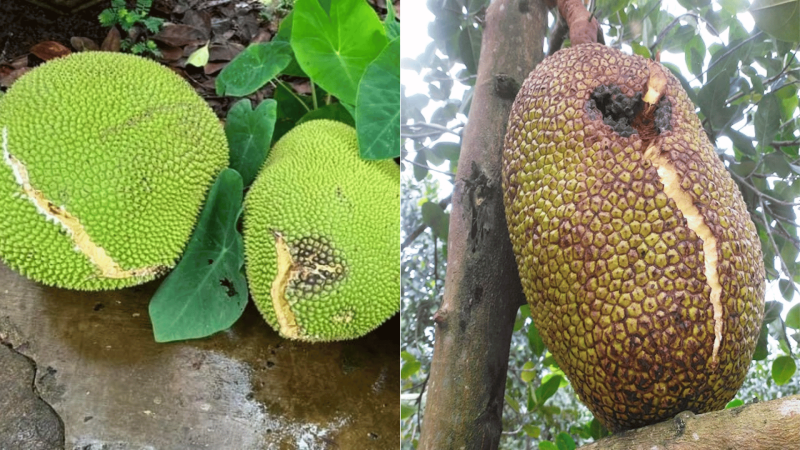 Nứt Trái Mít - Cách Ngăn Ngừa Nứt Trái Mít Hiệu Quả