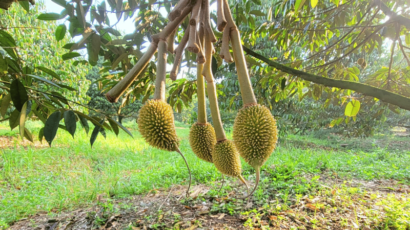 Mẹo Sửa Tướng Trái Sầu Riêng Hết méo