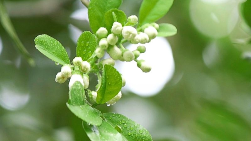 5 Bước Làm Bông Bưởi Năm Roi Nghịch Vụ Hướng dẫn làm bông bưởi Năm Roi nghịch vụ