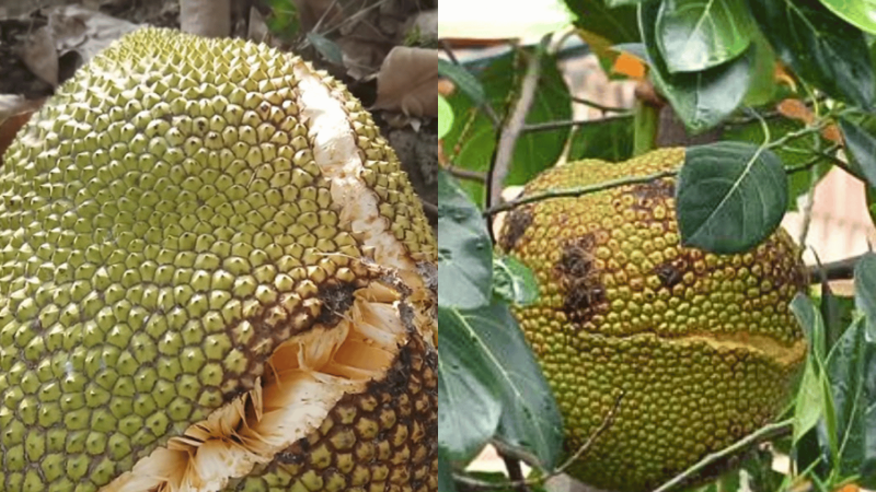 Nứt Trái Mít - Cách Ngăn Ngừa Nứt Trái Mít Hiệu Quả