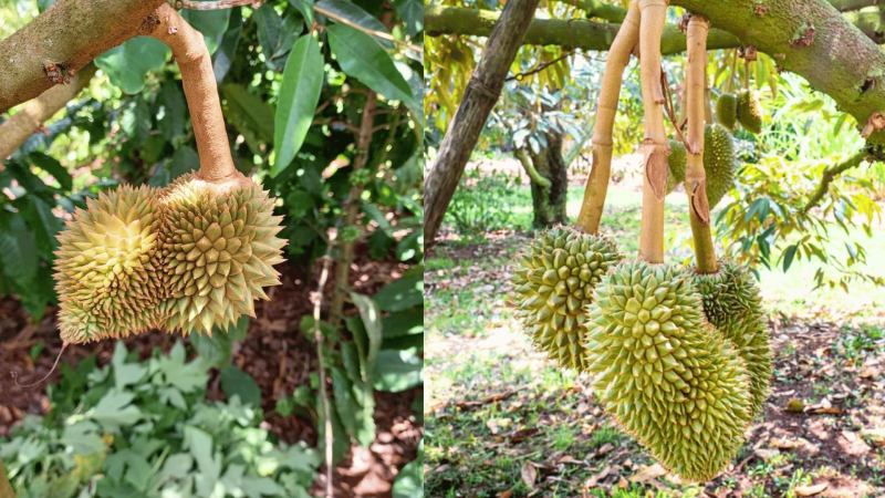 Mẹo Sửa Tướng Trái Sầu Riêng Hết méo