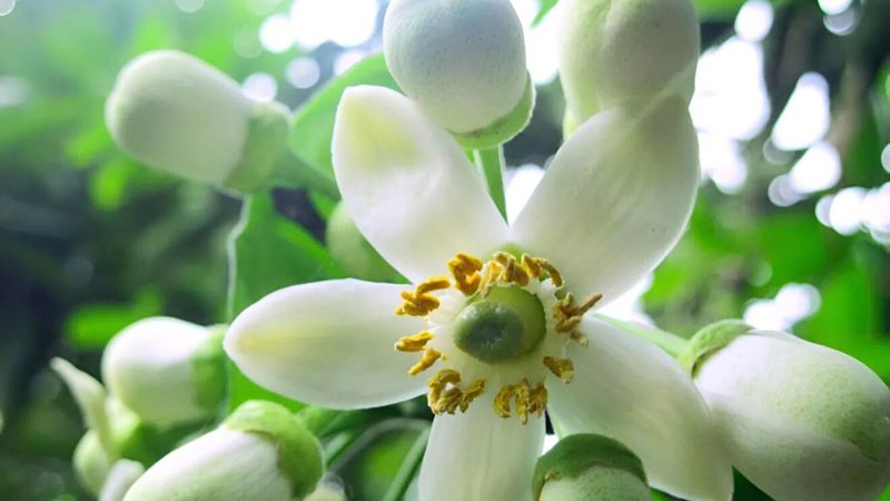 5 Bước Làm Bông Bưởi Năm Roi Nghịch Vụ Hướng dẫn làm bông bưởi Năm Roi nghịch vụ