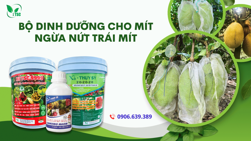 Nứt Trái Mít - Cách Ngăn Ngừa Nứt Trái Mít Hiệu Quả