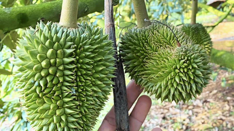 Mẹo Sửa Tướng Trái Sầu Riêng Hết méo