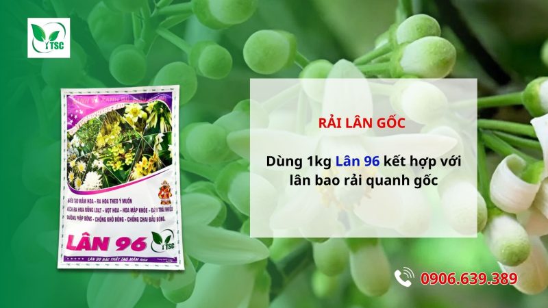 5 Bước Làm Bông Bưởi Năm Roi Nghịch Vụ Hướng dẫn làm bông bưởi Năm Roi nghịch vụ