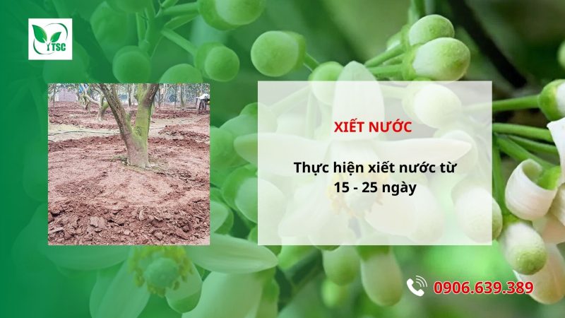 5 Bước Làm Bông Bưởi Năm Roi Nghịch Vụ Hướng dẫn làm bông bưởi Năm Roi nghịch vụ