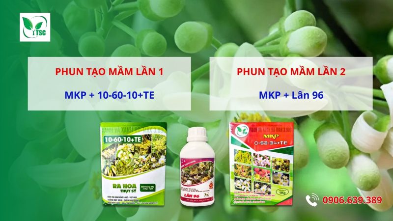 5 Bước Làm Bông Bưởi Năm Roi Nghịch Vụ Hướng dẫn làm bông bưởi Năm Roi nghịch vụ