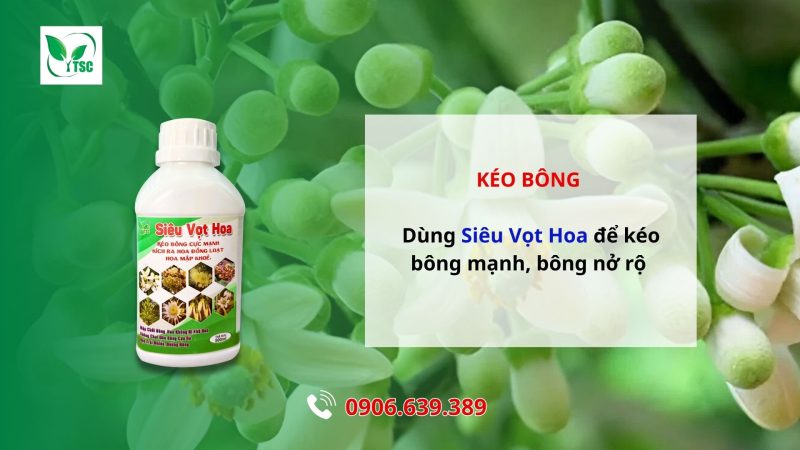 5 Bước Làm Bông Bưởi Năm Roi Nghịch Vụ Hướng dẫn làm bông bưởi Năm Roi nghịch vụ