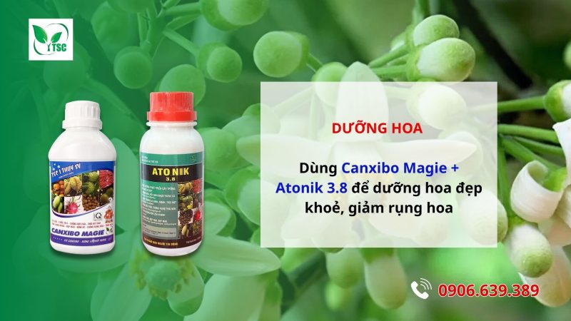 5 Bước Làm Bông Bưởi Năm Roi Nghịch Vụ Hướng dẫn làm bông bưởi Năm Roi nghịch vụ