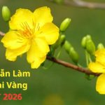Hướng Dẫn Làm Bông Mai Vàng Kịp Tết 2026