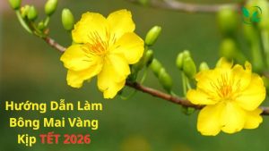 Hướng dẫn làm bông mai vàng