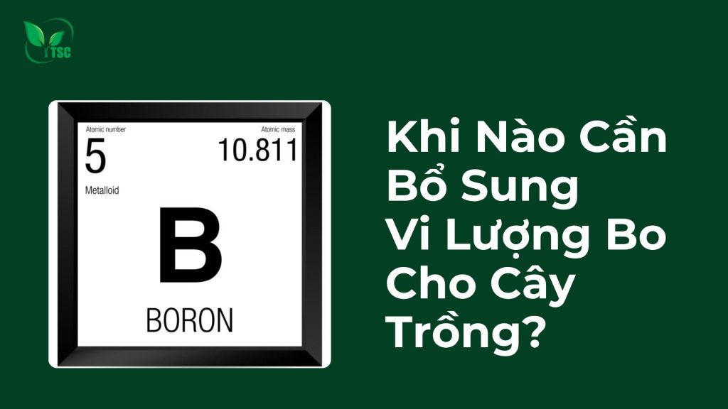 Khi Nào Cần Bổ Sung Vi Lượng Bo Cho Cây Trồng Khi nào cần bổ sung vi lượng Bo cho cây trồng