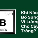 Khi Nào Cần Bổ Sung Vi Lượng Bo Cho Cây Trồng