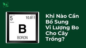 Khi nào cần bổ sung vi lượng Bo cho cây trồng