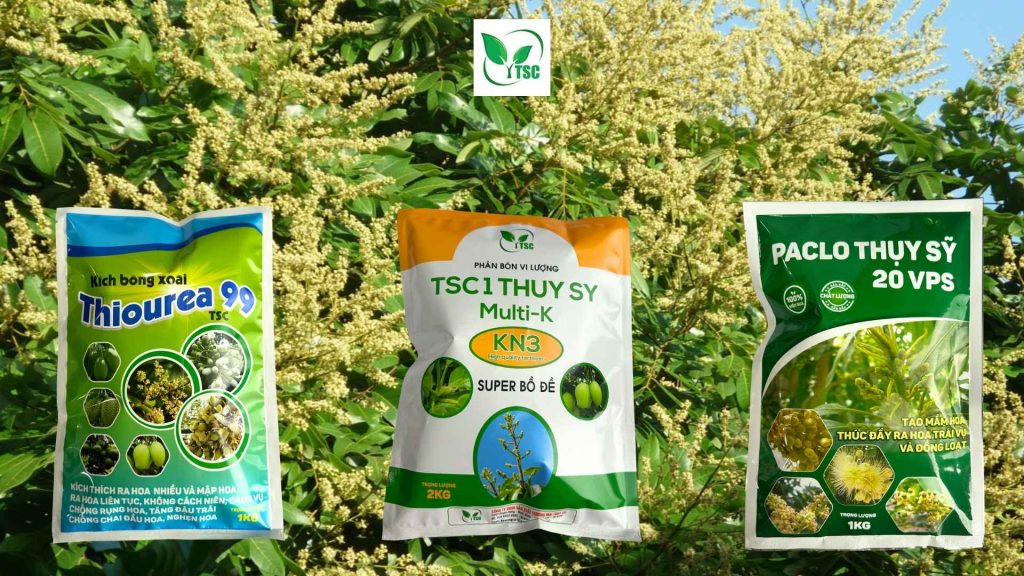 Hướng dẫn làm bông xoài nghịch vụ