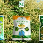 Hướng Dẫn Làm Bông Xoài Nghịch Vụ Bằng Paclobutrazol, Thiourea 99 và KNO3