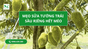 Mẹo Sửa Tướng Trái Sầu Riêng Theo Giai Đoạn