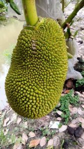 Mít bị méo trái