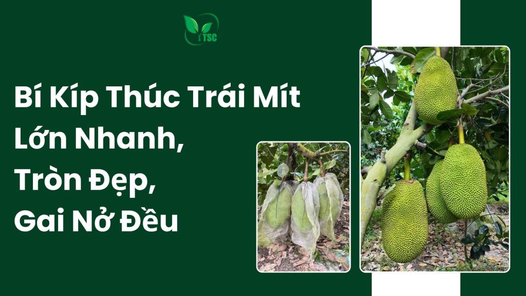 Thúc trái mít lớn nhanh