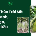 4 Bí Kíp Thúc Trái Mít Lớn Nhanh, Tròn Đẹp, Gai Nở Đều