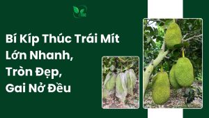 Thúc trái mít lớn nhanh