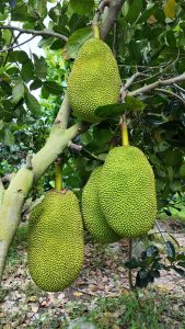 Thúc trái mít lớn nhanh, gai nở đều