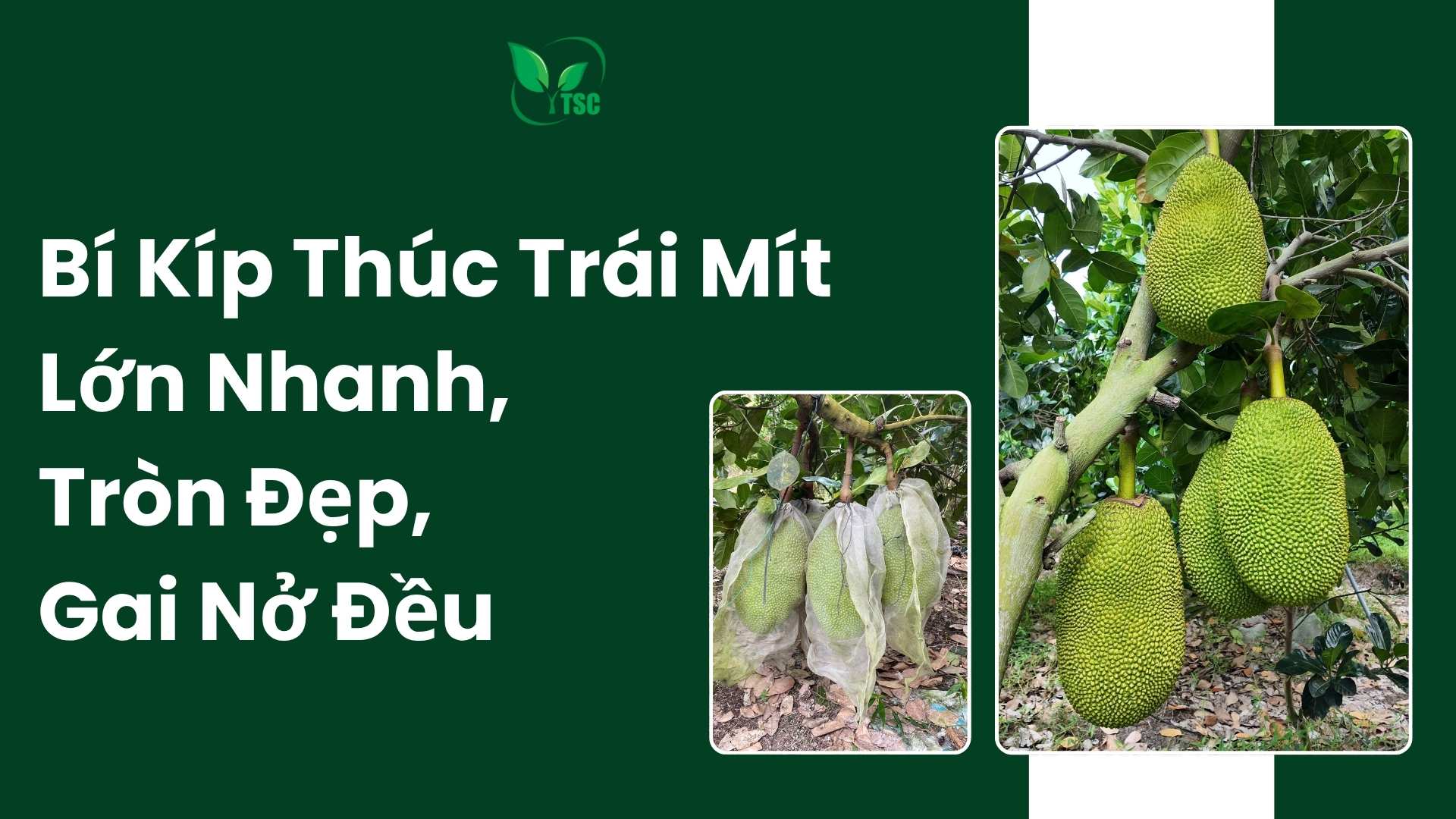 Thúc trái mít lớn nhanh
