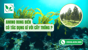 Amino rong biểnn có tác dụng gì với cây trồng?