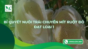 bí quyết nuôi trái chuyền mít ruột đỏ đạt loại 1