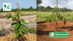 Hướng Dẫn Bón Phân Cho Cây Sầu Riêng Con Bón phân cho cây sầu riêng con khỏe mạnh