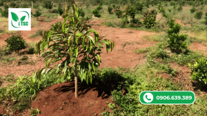 Hướng Dẫn Bón Phân Cho Cây Sầu Riêng Con Bón phân cho cây sầu riêng giai đoạn 3 đến 4 tháng