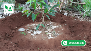 Hướng Dẫn Bón Phân Cho Cây Sầu Riêng Con Bón phân cho cây sầu riêng giai đoạn mới trồng