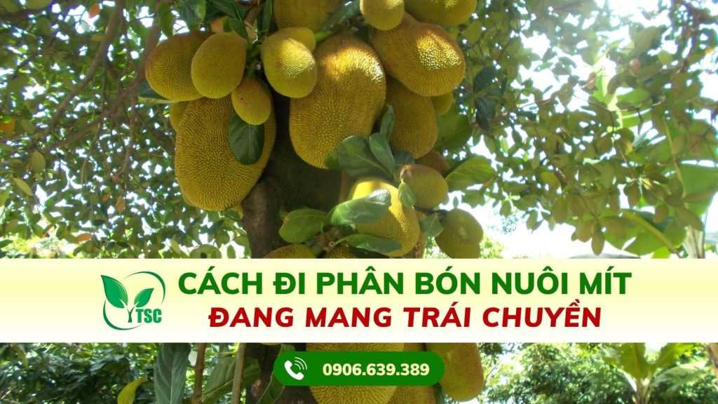 Cách Đi Phân Bón Nuôi Mít Đang Mang Trái Chuyền Cách đi phân bón nuôi mít đang mang trái chuyền
