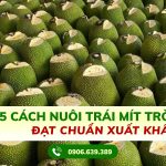 5 Cách Nuôi Trái Mít Tròn Đẹp Đạt Chuẩn Xuất Khẩu