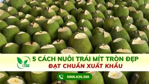 Cách nuôi trái mít tròn đẹp đạt chuẩn xuất khẩu