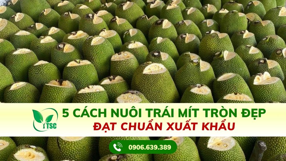 Cách nuôi trái mít tròn đẹp đạt chuẩn xuất khẩu