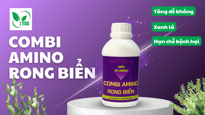 Amino Rong Biển Có Tác Dụng Gì Với Cây Trồng? Phân bón Combi amino rong biển tại phân bón Thụy Sỹ
