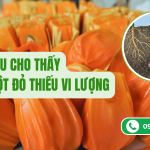 Dấu Hiệu Cho Thấy Mít Ruột Đỏ Thiếu Vi Lượng