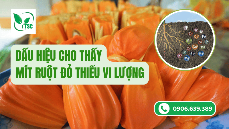 dấu hiệu cho thấy mít ruột đỏ thiếu vi lượng