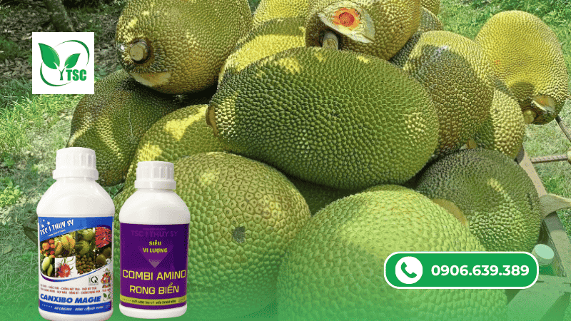 Dấu Hiệu Cho Thấy Mít Ruột Đỏ Thiếu Vi Lượng Giải pháp bổ sung vi lượng cho mít ruột đỏ