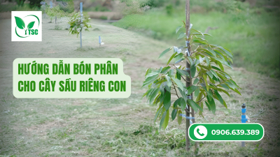 Hướng Dẫn Bón Phân Cho Cây Sầu Riêng Con Hướng dẫn bón phân cho cây sầu riêng con