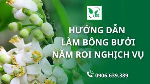 huong-dan-lam-bong-buoi-nam-roi-nghich-vu-