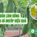 Hướng Dẫn Làm Bông Cho Bầu-Bí-Mướp Hiệu Quả