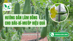 Hướng dẫn làm bông cho bầu-bí-mướp hiệu quả