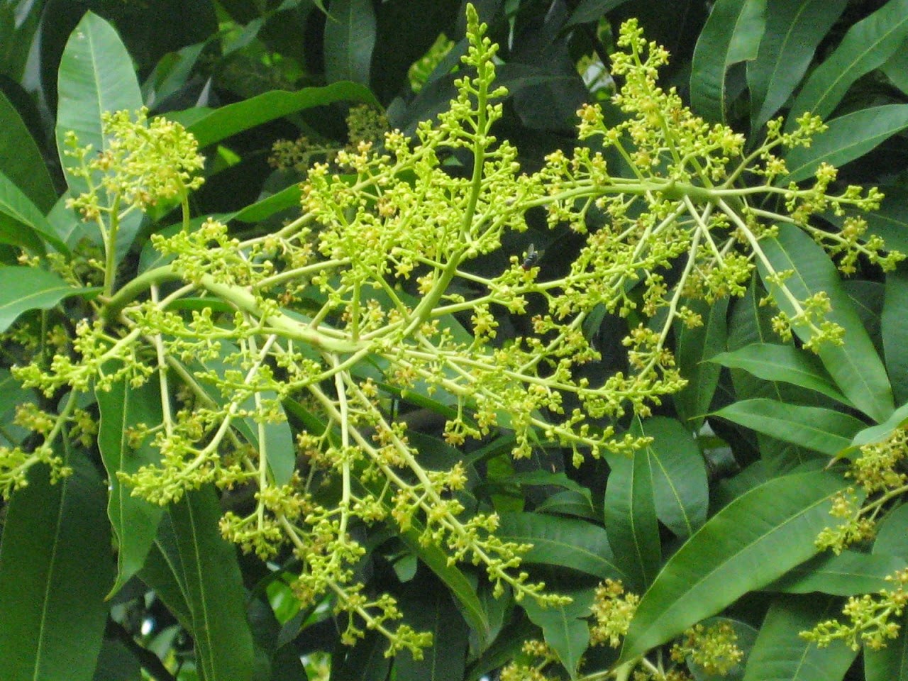 Làm bông xoài nghịch vụ