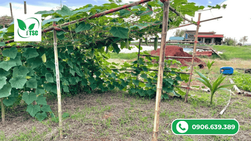 Kỹ thuật bón phân khi làm bông cho bầu-bí-mướp