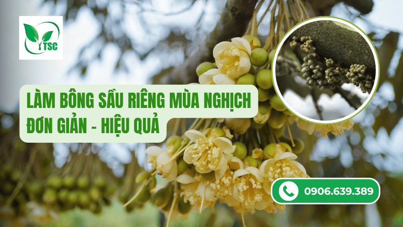 Làm Bông Sầu Riêng Mùa Nghịch - Đơn Giản Và Hiệu Quả làm bông sầu riêng mùa nghịch đơn giản hiệu quả