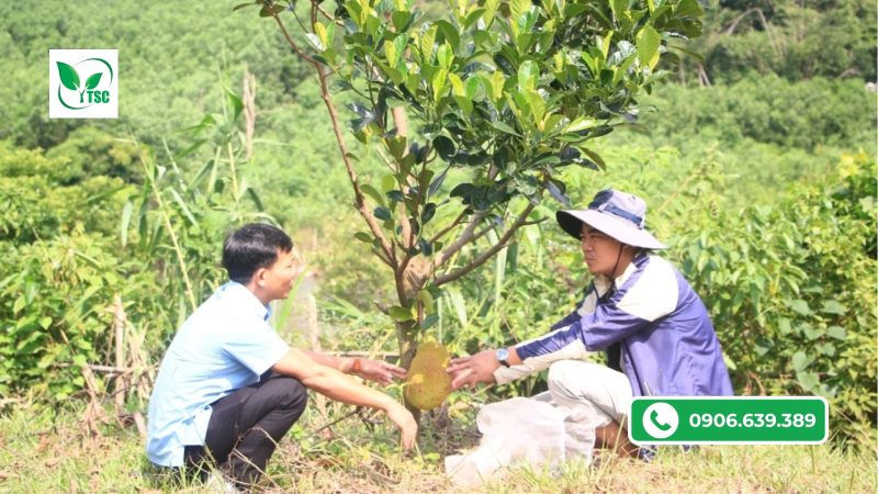 lưu ý khi nuôi trái chuyền mít ruột đỏ