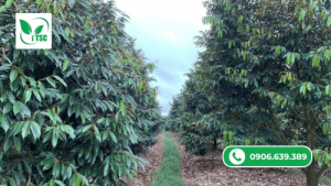 Làm Bông Sầu Riêng Mùa Nghịch - Đơn Giản Và Hiệu Quả lưu ý trong làm bông sầu riêng mùa nghịch